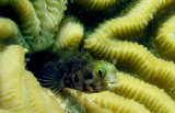 Secretary Blenny profile