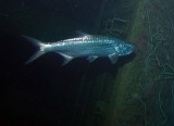 Tarpon in Hilma Hooker