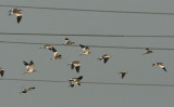 Grey-headed Lapwings