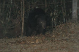 Asiatic Black Bear