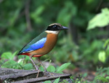 Blue-winged Pitta