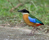 Blue-winged Pitta