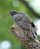 Asian Koel