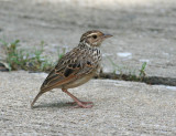 Indo-chinese Bushlark