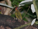 Streak-breasted Woodpecker