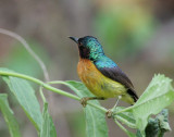 Ruby-cheeked Sunbird, male
