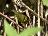 Martens Warbler