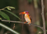 Sulawesi Dwarf Kingfisher