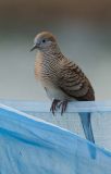 Zebra Dove