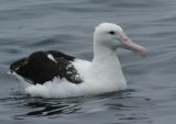 Northern Royal Albatross