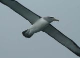 Salvins Albatross