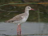 Spotted Redshank