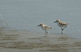 Malaysian  Plovers