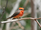 Vermilion Flycatcher