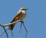 Vermilion Flycatcher, fem