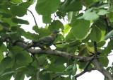 Yellow-footed Pigeon
