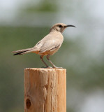 Le Conte's Thrasher