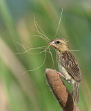 Asian Golden Weaver, female