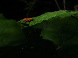 Orange Butterfly Deep in the Woods.jpg