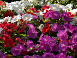 Summer Flowers 4.jpg