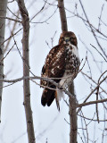 Beautiful Young Red-Tail Hawk 4_filtered.jpg