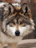 Mexican Grey Wolves