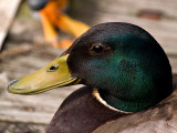 Funny Mallard.jpg