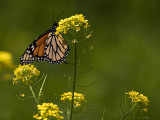 Monarch Butterfly_2.jpg