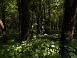 I Love the Woods_1.jpg