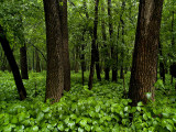 Woods in the Rain_1.jpg