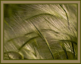 Whispy Grass in the Wind.jpg