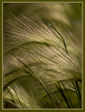 Whispy Grass in the Wind_1.jpg