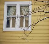 La fentre sous les arbres...