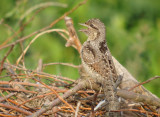 Draaihals / Eurasian Wryneck