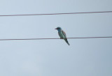 Scharrelaar / Eurasian Roller