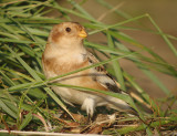 Sneeuwgors / Snow Bunting