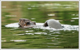 Castor / Castor canadensis