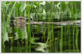 Castor / Castor canadensis