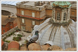 Le pigeon de Lili au Vatican / Il piccione di Lil al Vaticano