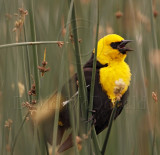 Yellow-headed Blackbird - male_2452.jpg