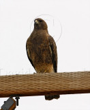 Swainsons Hawk - dark morph_2689.jpg