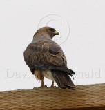 Swainsons Hawk - dark morph_2704.jpg