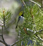 Hermit Warbler - male_1691.jpg