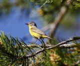 Nashvile Warbler - male_2910.jpg