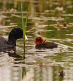 11American Coot - chick_2529.jpg