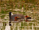 American Coot w chicks_2518.jpg