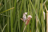 Marsh Wren_2571.jpg