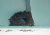 American Dipper - nest_0003.jpg