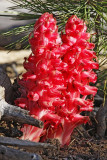 Snow Plant_1450.jpg