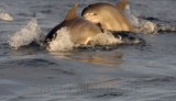 Bottlenose Dolphin_4020.jpg